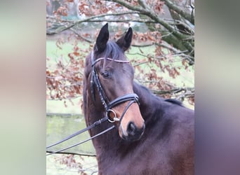 Caballo de deporte irlandés Mestizo, Caballo castrado, 4 años, 160 cm, Castaño