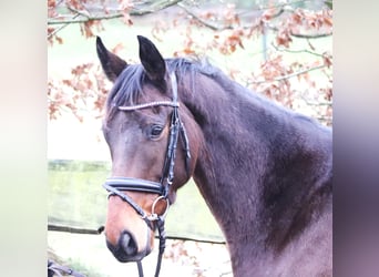 Caballo de deporte irlandés Mestizo, Caballo castrado, 4 años, 160 cm, Castaño