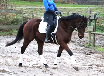 Caballo de deporte irlandés, Caballo castrado, 4 años, 160 cm, Castaño