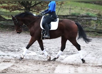 Caballo de deporte irlandés, Caballo castrado, 4 años, 160 cm, Castaño