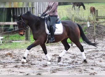 Caballo de deporte irlandés Mestizo, Caballo castrado, 4 años, 160 cm, Castaño