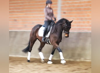 Caballo de deporte irlandés Mestizo, Caballo castrado, 4 años, 160 cm, Castaño