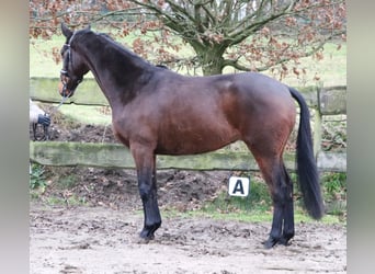 Caballo de deporte irlandés Mestizo, Caballo castrado, 4 años, 160 cm, Castaño