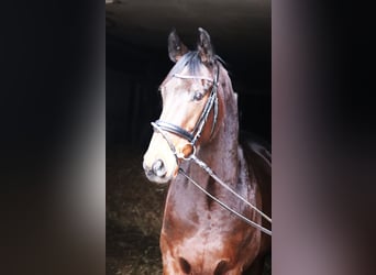 Caballo de deporte irlandés Mestizo, Caballo castrado, 4 años, 160 cm, Castaño