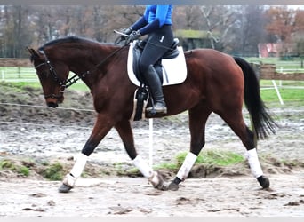 Caballo de deporte irlandés, Caballo castrado, 4 años, 160 cm, Castaño