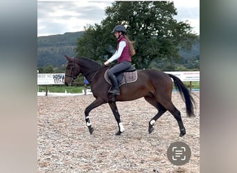 Caballo de deporte irlandés, Caballo castrado, 4 años, 160 cm, Castaño rojizo
