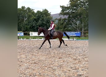 Caballo de deporte irlandés, Caballo castrado, 4 años, 160 cm, Castaño rojizo