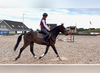 Caballo de deporte irlandés, Caballo castrado, 4 años, 160 cm, Castaño rojizo