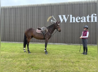 Caballo de deporte irlandés, Caballo castrado, 4 años, 160 cm, Castaño rojizo