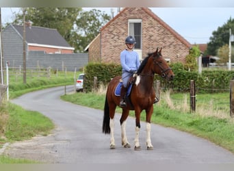 Caballo de deporte irlandés, Caballo castrado, 4 años, 160 cm, Pío