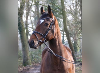 Caballo de deporte irlandés, Caballo castrado, 4 años, 162 cm, Castaño