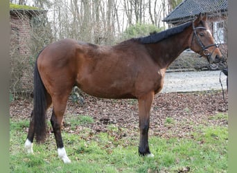 Caballo de deporte irlandés, Caballo castrado, 4 años, 162 cm, Castaño