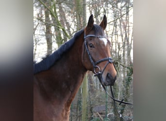 Caballo de deporte irlandés, Caballo castrado, 4 años, 162 cm, Castaño