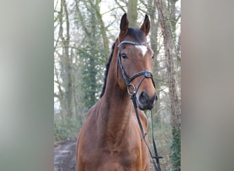 Caballo de deporte irlandés, Caballo castrado, 4 años, 162 cm, Castaño