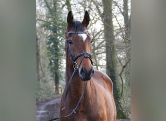 Caballo de deporte irlandés, Caballo castrado, 4 años, 162 cm, Castaño