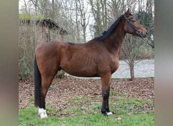 Caballo de deporte irlandés, Caballo castrado, 4 años, 162 cm, Castaño