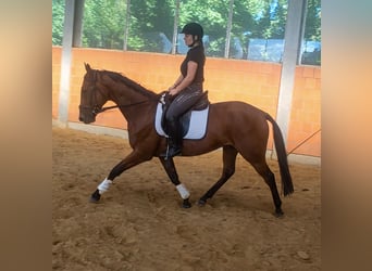 Caballo de deporte irlandés, Caballo castrado, 4 años, 162 cm, Castaño