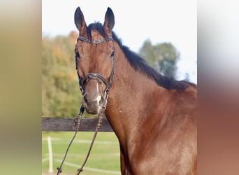 Caballo de deporte irlandés Mestizo, Caballo castrado, 4 años, 162 cm, Castaño