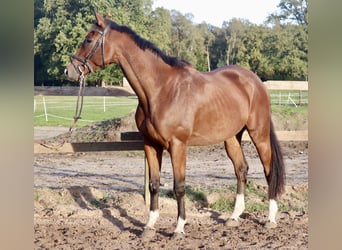 Caballo de deporte irlandés Mestizo, Caballo castrado, 4 años, 162 cm, Castaño