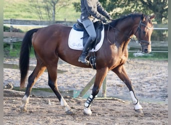 Caballo de deporte irlandés Mestizo, Caballo castrado, 4 años, 162 cm, Castaño