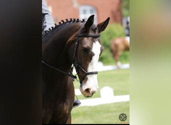 Caballo de deporte irlandés, Caballo castrado, 4 años, 163 cm, Alazán