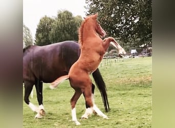 Caballo de deporte irlandés, Caballo castrado, 4 años, 163 cm, Alazán