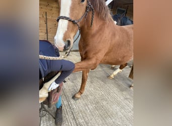 Caballo de deporte irlandés, Caballo castrado, 4 años, 163 cm, Alazán