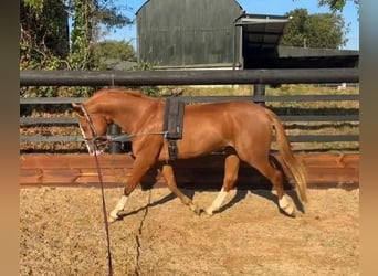 Caballo de deporte irlandés, Caballo castrado, 4 años, 163 cm, Alazán