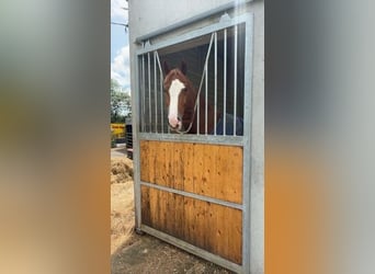 Caballo de deporte irlandés, Caballo castrado, 4 años, 163 cm, Alazán