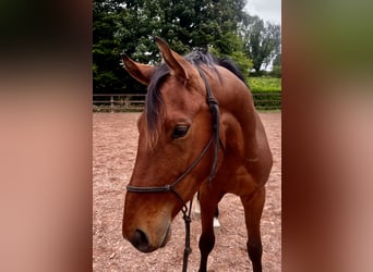 Caballo de deporte irlandés, Caballo castrado, 4 años, 163 cm, Castaño rojizo