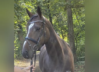 Caballo de deporte irlandés, Caballo castrado, 4 años, 163 cm, Morcillo