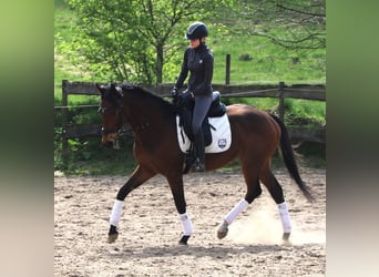 Caballo de deporte irlandés Mestizo, Caballo castrado, 4 años, 164 cm, Castaño