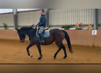 Caballo de deporte irlandés, Caballo castrado, 4 años, 164 cm, Castaño