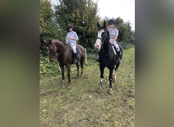Caballo de deporte irlandés, Caballo castrado, 4 años, 164 cm, Negro