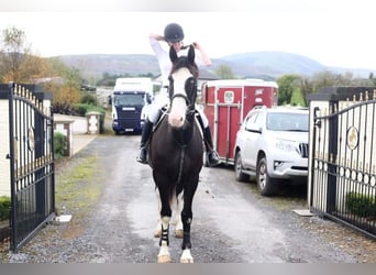 Caballo de deporte irlandés, Caballo castrado, 4 años, 164 cm, Negro