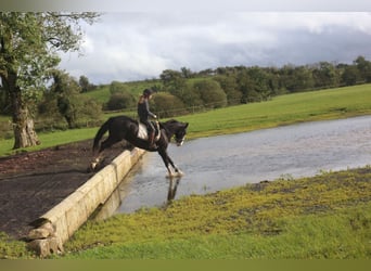 Caballo de deporte irlandés, Caballo castrado, 4 años, 164 cm, Negro