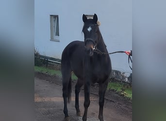 Caballo de deporte irlandés, Caballo castrado, 4 años, 164 cm, Negro