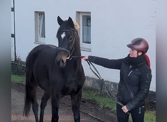 Caballo de deporte irlandés, Caballo castrado, 4 años, 164 cm, Negro