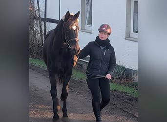 Caballo de deporte irlandés, Caballo castrado, 4 años, 164 cm, Negro