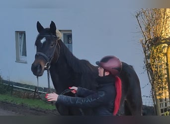 Caballo de deporte irlandés, Caballo castrado, 4 años, 164 cm, Negro