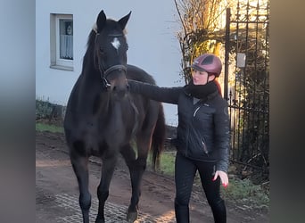 Caballo de deporte irlandés, Caballo castrado, 4 años, 164 cm, Negro