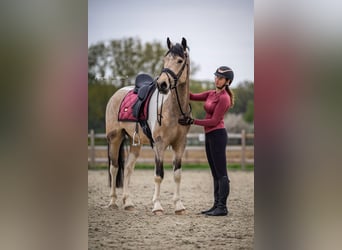 Caballo de deporte irlandés, Caballo castrado, 4 años, 164 cm, Pío