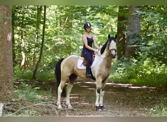 Caballo de deporte irlandés, Caballo castrado, 4 años, 164 cm, Pío