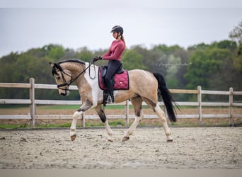 Caballo de deporte irlandés, Caballo castrado, 4 años, 164 cm, Pío