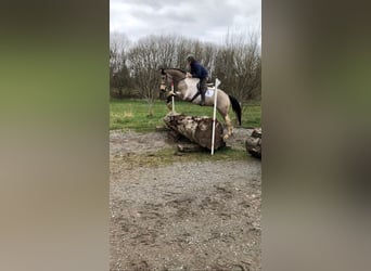 Caballo de deporte irlandés, Caballo castrado, 4 años, 164 cm, Pío