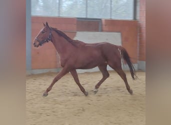 Caballo de deporte irlandés, Caballo castrado, 4 años, 165 cm, Alazán
