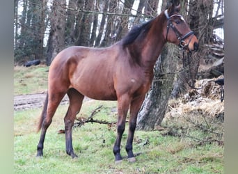 Caballo de deporte irlandés Mestizo, Caballo castrado, 4 años, 165 cm, Castaño