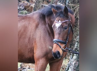 Caballo de deporte irlandés Mestizo, Caballo castrado, 4 años, 165 cm, Castaño