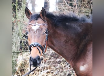 Caballo de deporte irlandés Mestizo, Caballo castrado, 4 años, 165 cm, Castaño