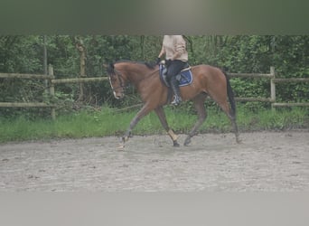 Caballo de deporte irlandés, Caballo castrado, 4 años, 165 cm, Castaño